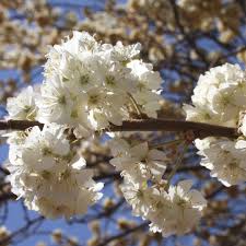 Image result for Dombeya rotundifolia