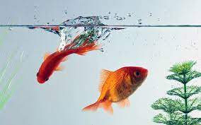 Distilled Water For Aquarium Home Aquarium Nature And Design