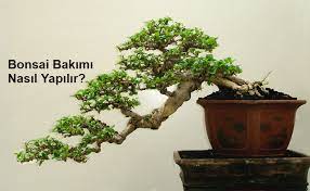 Saksı içinde ağaç yetiştirme fikri, ilk olarak mısır'da doğmuş, ardından çinliler aynı işlemi yapmaya başlamıştır. Bonsai Agaci Nasil Yetistirilir 20 Kritik Bakim Ipucu