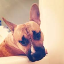 French bulldog for sale , french bulldog puppies for sale ,french bulldog puppies for sale near me , french bulldog breeders nearme, bulldog for sale, frenchies for sale,french bulldoge for sale in ca, french bulldog rescue, french bulldog for sale, french bulldog puppies for sale, blue french bulldog, french bulldog puppy, french bulldog temperament, french bulldog price, why is the french. Diesel The Miniature Bullterrier French Bulldog Cross English Bull Terriers French Bull Terrier Miniature Bull Terrier