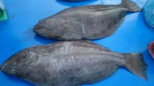 Ada banyak jenis ikan yang ikan tuna merupakan ikan laut yang sering ditemukan di indonesia. 6 Ikan Yang Boleh Dimakan Penderita Asam Urat Tapi Jangan Berlebihan Halosehat