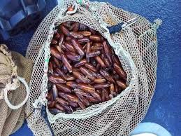 L'equivalente a 100gr di zucchero, in questi casi, dovrebbe essere rispettivamente 120gr. Subito Un Super Ministero Per Il Mare Contro Pesca Di Frodo E Inquinamento Corriere It