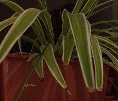 Over and underwatering your plant can both cause leaf tips to brown, and overwatering can lead to other more serious issues. Brown Tips On Spider Plants Causes And Cures Dengarden