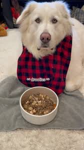 “Lots of droolies for meatball @mishka_dog_cakes dinner” 😋🤤🐻‍❄️  #bonebroth #meatballs #lazylumos, Chews: @petfinn , Code: LUMOS20, •, •, •,  •, •, #greatpyrenees #gentlegiant #greatpyreneesofinstagram ...