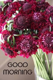 Canberra florist, miss moss florals is one of the biggest and brightest retail florists on the southside of our glorious capital, we also create special orders, deliver flowers all across the canberra region, whip up some magic for the occasional event, and sell truckloads of indoor plants and pots weekly. Pin By Nadira Qureshi On Morning Wishes Red Perennials Scabiosa Flowers Flowers