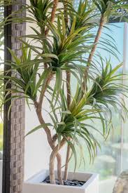 If you would like further information about our artificial yucca cane palm, please complete this simple form and we will contact you as soon as possible. Yucca Plant Care Growing Watering Requirements Propagation Plant Index