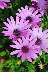African Daisy Flower Seeds Aster Flower Tattoos Aster Flower
