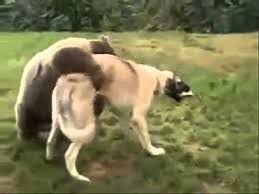 Kurdish Kangal Dog Vs Brown Bear Fight Kopek Dovusu Videolari 18 Youtube