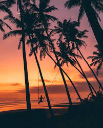 Pasut Beach Best Sunset Spot In Bali Palm Tree Lined Sunset Near Canggu Sunset Pictures Beach Sunset Wallpaper Sunset Beach Pictures