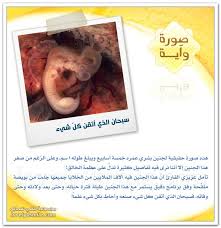 pin by الإعجاز العلمى on الإعجاز العلمى بجسم الإنسان teddy bear teddy animals