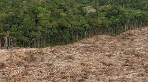 Der weitaus größte teil des waldes (etwa 60 prozent) befindet sich in brasilien. Brasilianischer Regenwald Illegale Abholzung Steigt Um 34 Prozent Tagesschau De