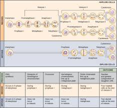 Openstax Cnx Mitosis Mitosis Vs Meiosis Meiosis
