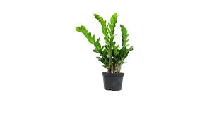 Image result for Zamiokulkas Zamioculcas