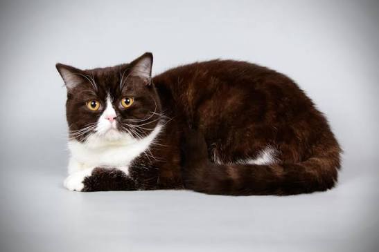 British Shorthair - Bicolour Cats | Cat Breeds