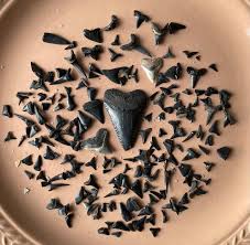 Our haul from North Myrtle a few weeks ago. That great white was a shocker! 