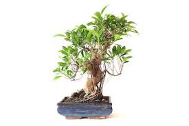 Care For The Ficus Bonsai Tree Retusa Ginseng Ficus Bonsai Tree Bonsai Care Ficus Ginseng Bonsai