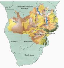 Image result for Triaspis dumeticola