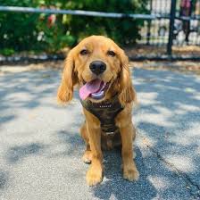 Get To Know 57 Of The Best Golden Retriever Mixes K9 Web