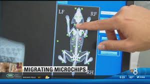 501 (c) (3) discounts are available! Migrating Microchips Making Sure Your Dog S Chip Hasn T Slipped Cbs8 Com