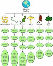 Biological Science Freeman 6th Edition Quizlet Pin On Cells