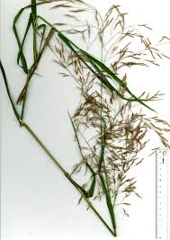 Image result for Eragrostis tenuifolia