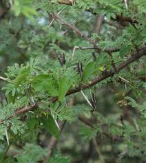 Image result for Kedrostis nana