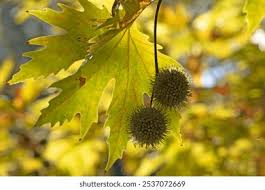 Image result for Platanaceae