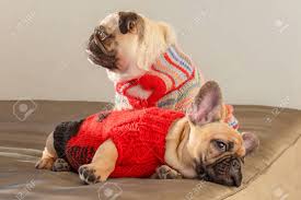 I finished my knit pug from the book knit your own dog. Happy Pets Pug Dog And French Bulldog Dressed In Knitted Sweaters At Home Waiting For Their Owner Funny Dogs Ready To Go Out Dog Clothes Fashion Stock Photo Picture And Royalty Free