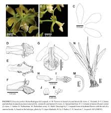 Image result for Parkeriaceae