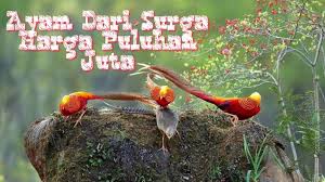 Jual Golden Pheasant Ayam