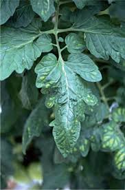 Image result for Lepistemon owariensis