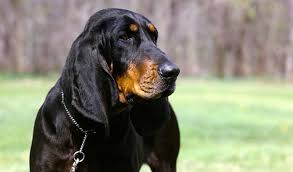 Black And Tan Foxhound Puppies Pin On Favorite Things