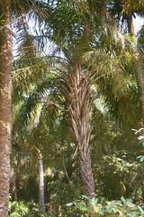 Image result for Eremospatha cuspidata