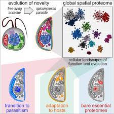 Register the digitized atlas to the created rat template. A Comprehensive Subcellular Atlas Of The Toxoplasma Proteome Via Hyperlopit Provides Spatial Context For Protein Functions Sciencedirect
