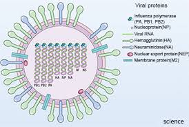 Typical subtypes also found in humans are from groups h1, h2, h3 and n1 and n2. Influenza Hemagglutinin Ha Protein Structure
