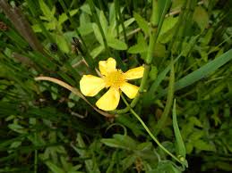 Image result for Ranunculus raeae