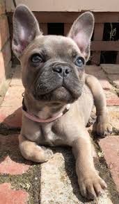Funnybulldog Bulldog Puppies Super Cute Puppies Cute Dogs