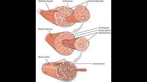 How To Increase Heart Muscle Strength - Youtube