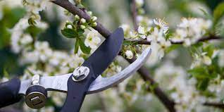 Pruning changes the form and growth of a plant. How And When To Prune Plants And Trees Best Time To Prune