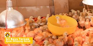 Masa panennya sekitar 60 hari saja. Borang Tempahan Ayam Kampung Kacuk Doc