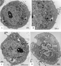 In excel, there is no way that can merge cells in a table, but here i introduce a roundabout trick for you to merge cells in a table. Structural Investigation Of C6 36 And Vero Cell Cultures Infected With A Brazilian Zika Virus