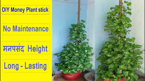 Check spelling or type a new query. Diy Money Plant Stick Diy Moss Stick Diy Coir Stick Easylife By Shilpa Youtube