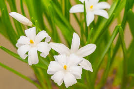 Image result for Loxodera bovonei