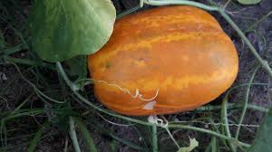 Cucumbers are a nutritious addition to any backyard garden, but what do you do if your formerly verdant cucumber leaves are starting to turn yellow? Ripe Indian Yellow Cucumber Gardening