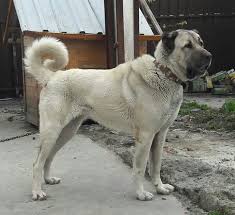 Pin By Alijablendi On Armando Leon Landaveri In 2020 Kangal Dog Giant Dogs Street Dogs