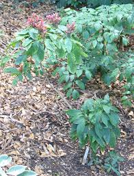 Image result for Justicia scandens