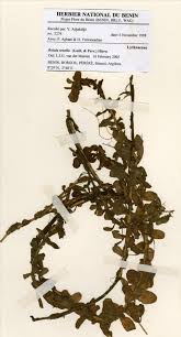 Image result for Rotala tenella