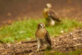 Hawks New York Birds Of Prey Pictures Red Tailed Hawks Central Park New York City Ny Red Tailed Hawk Wild Birds Animals