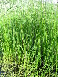 Image result for Eleocharis setifolia