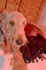 We occasionally have young mature dogs for sale. Blue Barn Airedalesabout Blue Barn Airedales